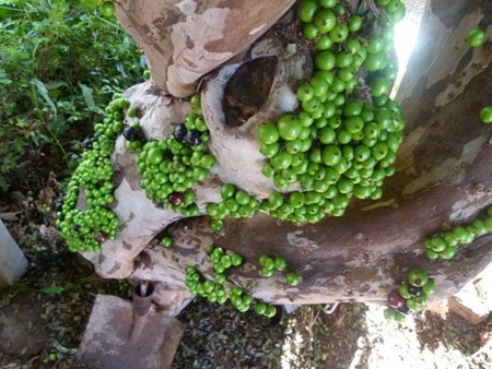 Cộng[-]đồng[-]“phát[-]sốt”[-]vì[-][-]loại[-]cây[-]đẹp[-]kỳ[-]lạ[-]nho[-]thân[-]gỗ[-]